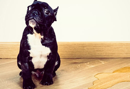 5 Puppy Potty Training Mistakes To Avoid
