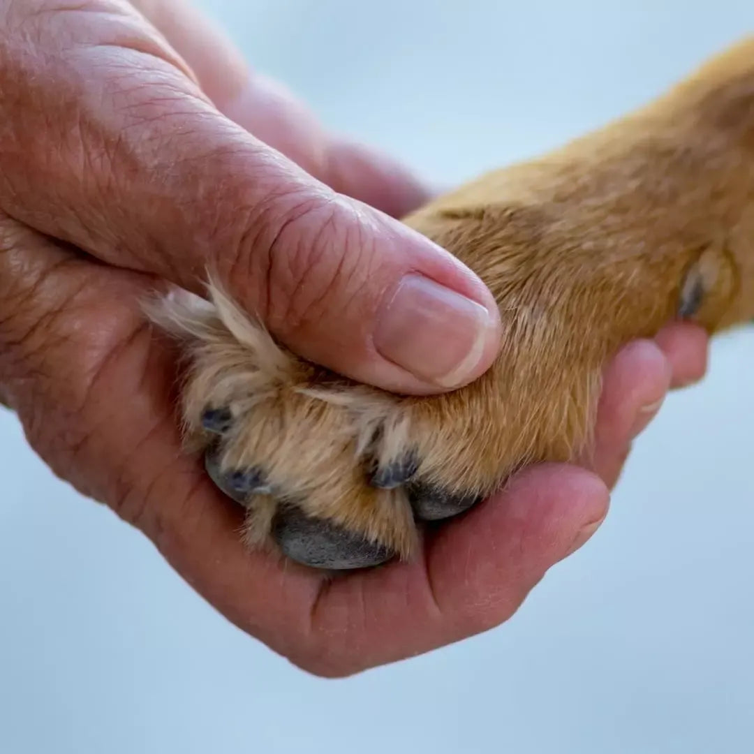 Don’t make this 5 Puppy Toilet Training Mistakes
