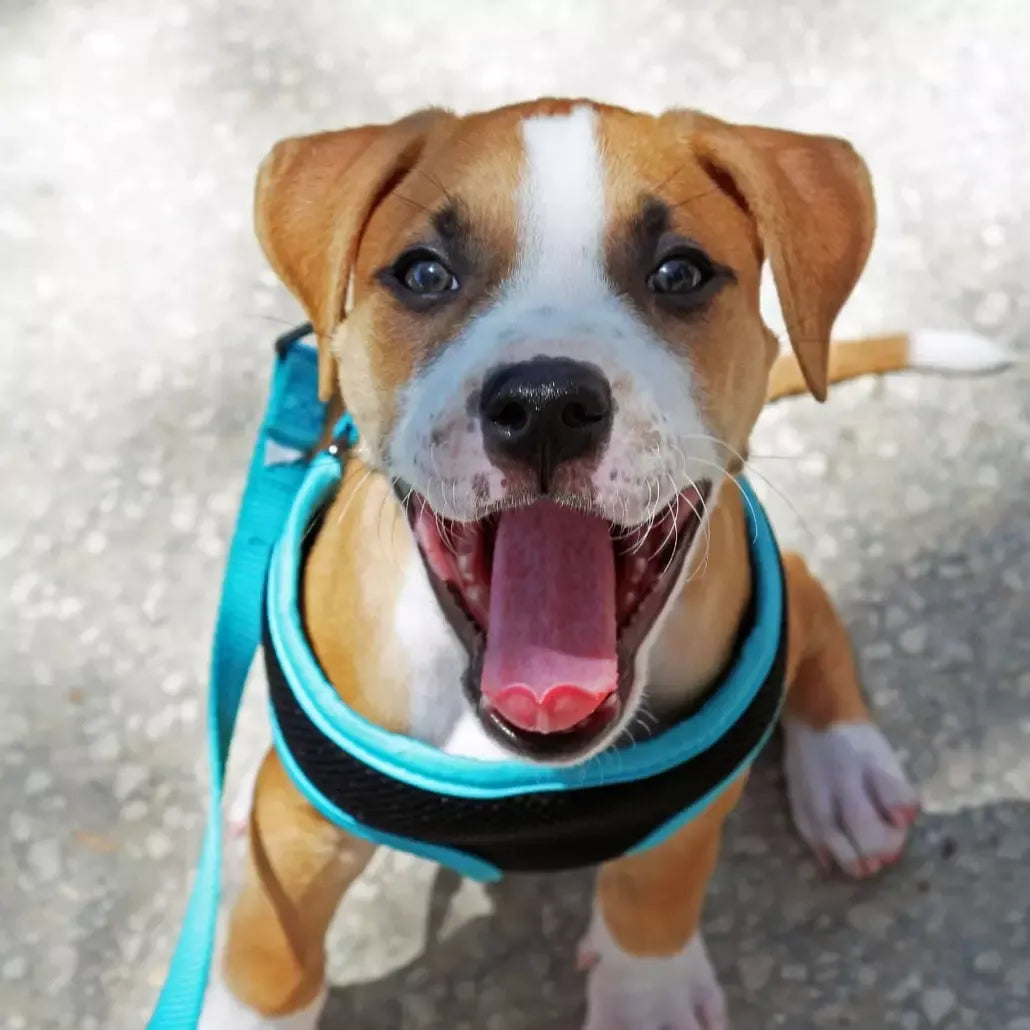 So Your Puppy Whines in the Crate – Here’s Howto Fix It
