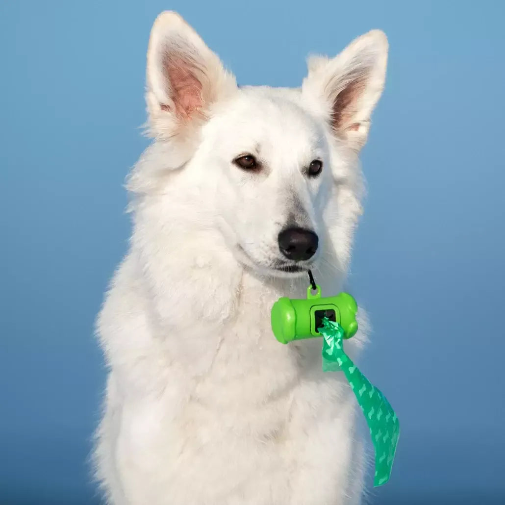The Beginner’s Guide to Make Your Dog a Stud